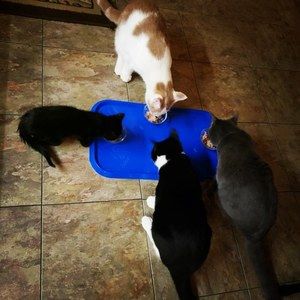 Meet your Posher, Kittycatclub